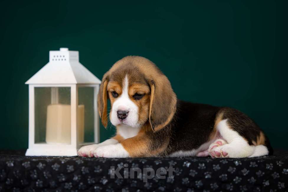 Собаки в Москве: Щенок Бигля питомник РКФ Мальчик, 70 000 руб. - фото 5