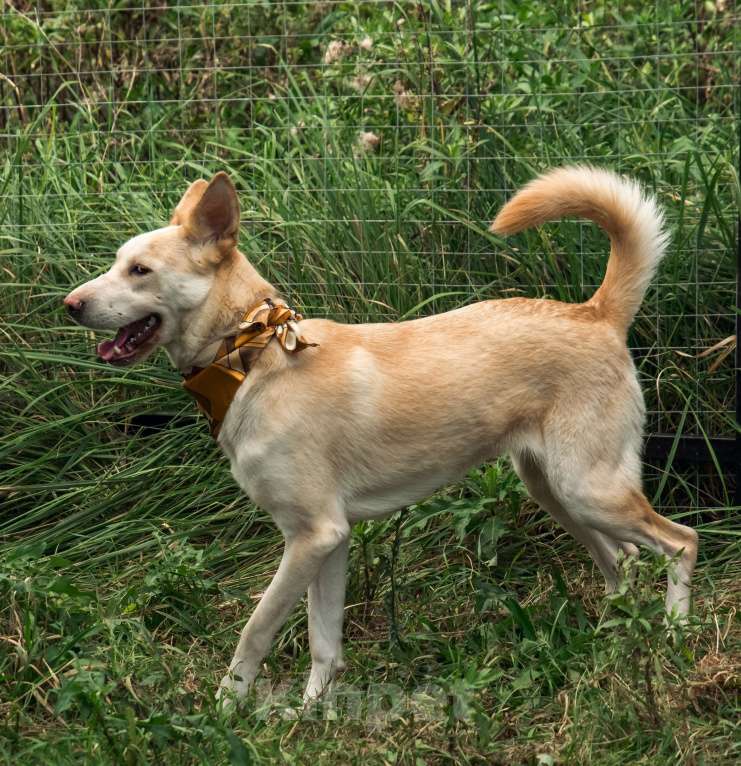 Собаки в Подольске: Герде очень нужен дом  Девочка, Бесплатно - фото 3
