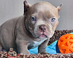 Собаки в Москве: Американский булли Микро Экзот Мальчик, 200 000 руб. - фото 1