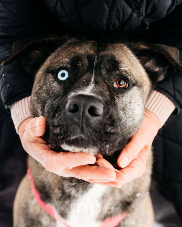 Собаки в Москве: Шикарная Тина ищет дом Девочка, Бесплатно - фото 1