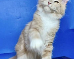 Кошки в других городах Ленинградской области: мейн кун котенок Мальчик, 50 000 руб. - фото 3