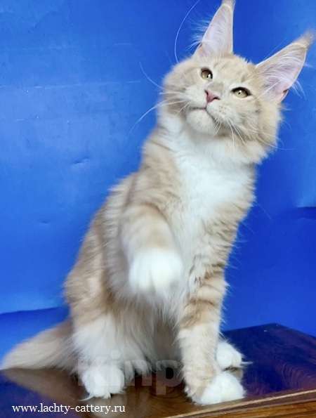 Кошки в других городах Ленинградской области: мейн кун котенок Мальчик, 50 000 руб. - фото 3