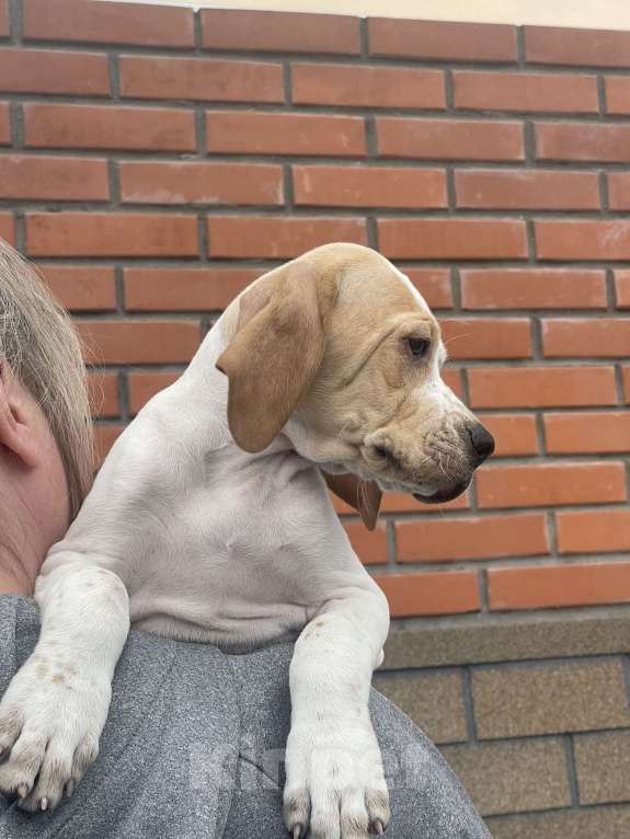 Собаки в Новосибирске: С-Атомик Мальчик, 50 000 руб. - фото 3