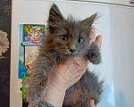 Кошки в Пензе: Котенок в добрые руки Девочка, 1 руб. - фото 1