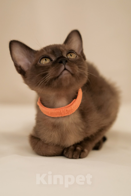 Кошки в Тюмени: Продажа котят Девочка, 55 000 руб. - фото 5