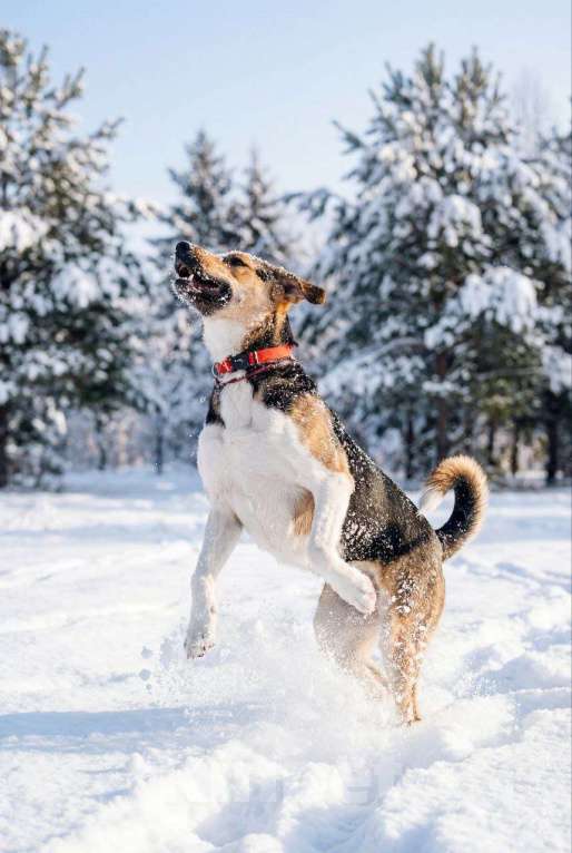 Собаки в Москве: Хонда , это собака с характером «Праздник вопреки» Девочка, Бесплатно - фото 2