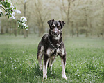 Собаки в Москве: Небольшая собачка Мария ищет дом Девочка, Бесплатно - фото 8