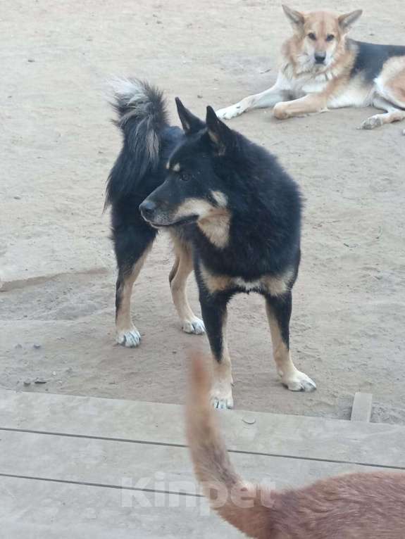 Собаки в Балашихе: шикарный красивый парень ищет дом метис лайки Мальчик, Бесплатно - фото 2