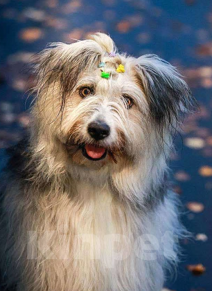 Собаки в Москве: Молодая некрупная собачка Груша ищет дом  Девочка, 10 руб. - фото 6