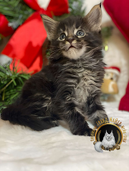 Продаются чистопородные котята Мейн-Кун