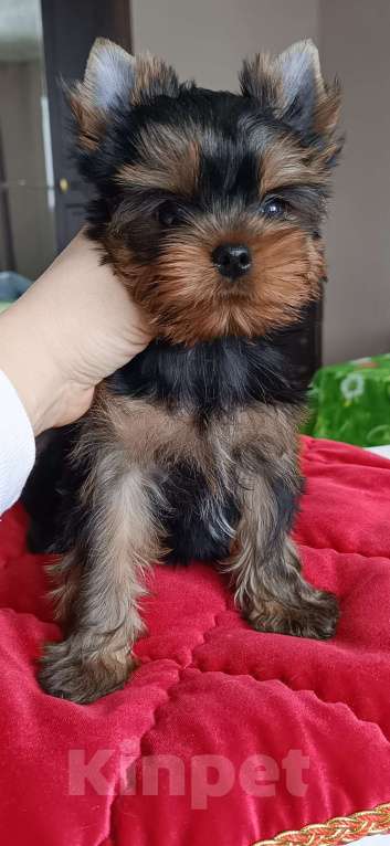 Собаки в других городах Свердловской области: Йоркширский терьер щенок Мальчик, 55 000 руб. - фото 1