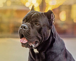 Собаки в Краснодаре: Кане-корсо вязка Мальчик, 25 000 руб. - фото 5