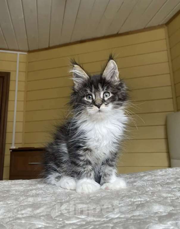 Кошки в других городах Московской области: Мейн-кун полидакт мальчишка🔥 Мальчик, 80 000 руб. - фото 4