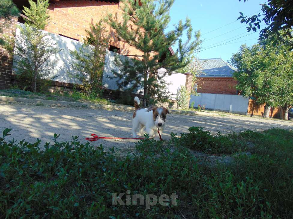 Собаки в Москве: Высокопородный щенок Джек Рассел терьера брокен Девочка, Бесплатно - фото 7