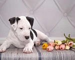 Собаки в Москве: Щенок амстаффа в семью Мальчик, 70 000 руб. - фото 1