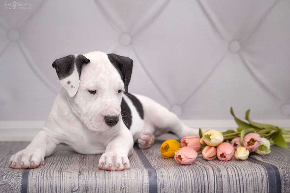 Собаки в Москве: Щенок амстаффа в семью Мальчик, 70 000 руб. - фото 1