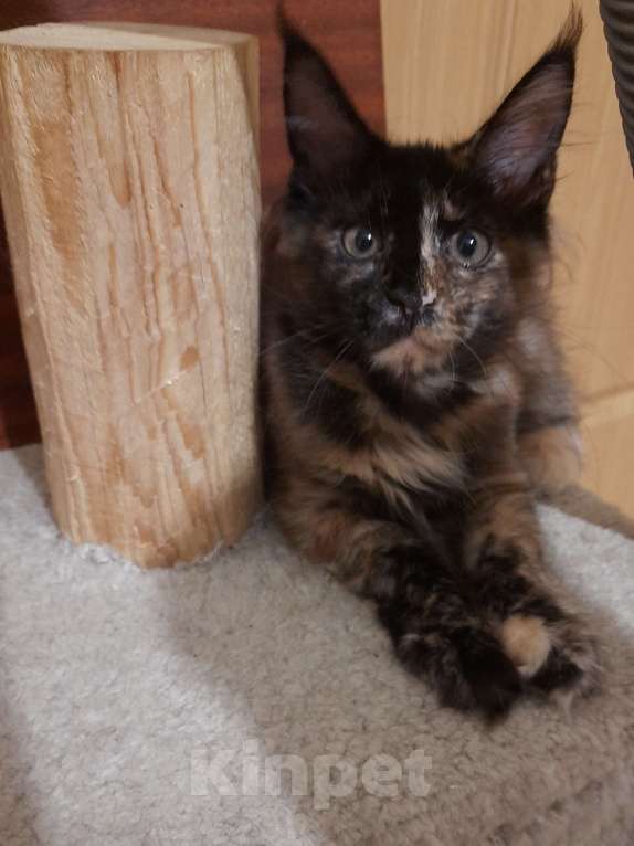 Кошки в Воткинске: Котёнок Мейн- кун Девочка, 50 000 руб. - фото 1