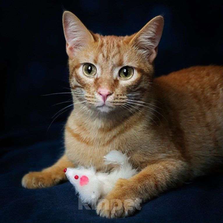 Кошки в Москве: кот Руди ищет дом Мальчик, Бесплатно - фото 4