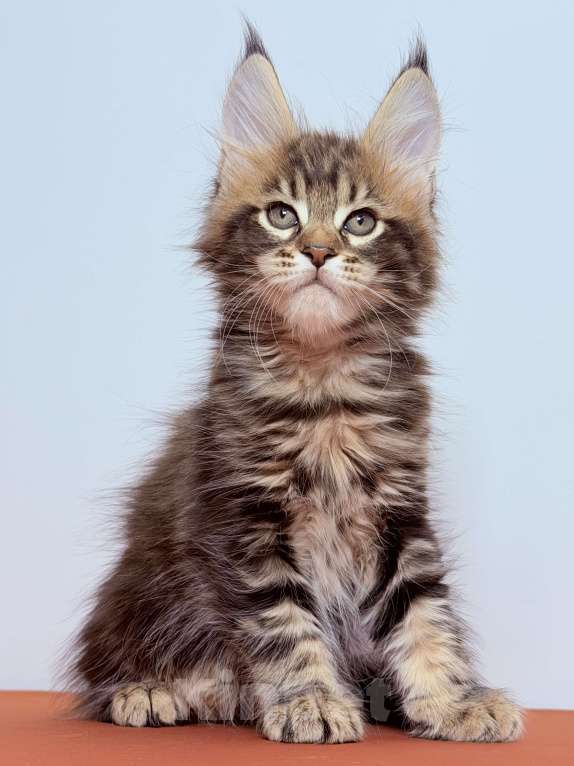 Кошки в других городах Московской области: Эффектная кокетка Девочка, 30 000 руб. - фото 7