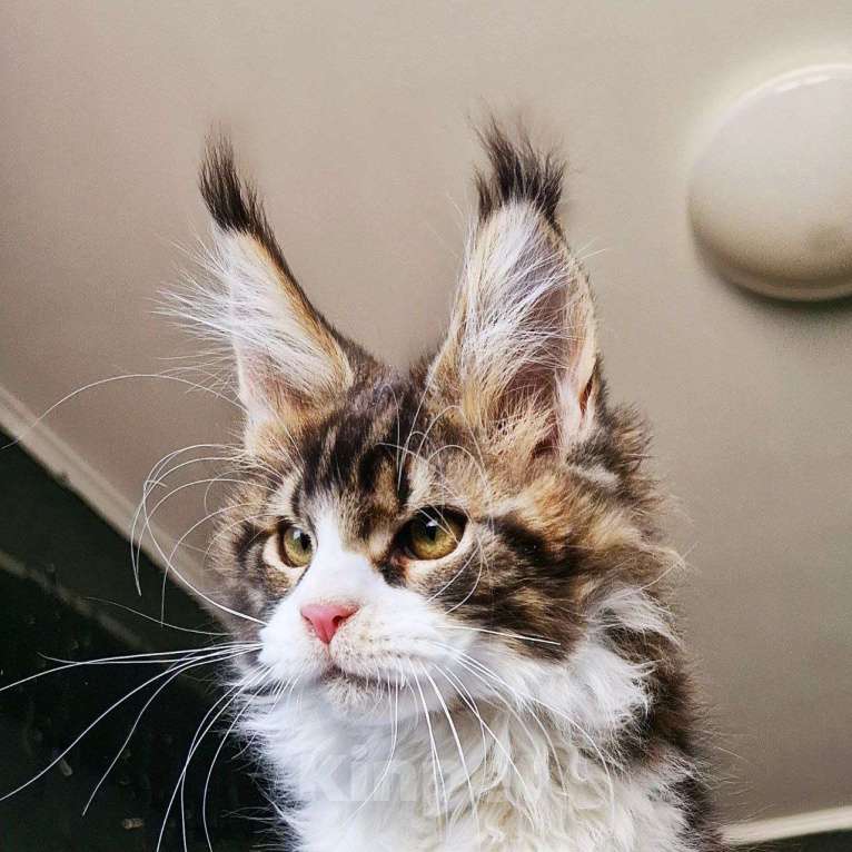 Кошки в Москве: котенок мейн кун кот Мальчик, 120 000 руб. - фото 2