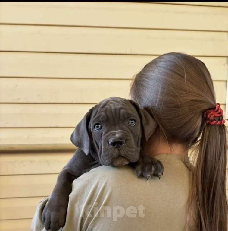 Собаки в Волгограде: Итальянский кане корсо, девочка Девочка, 60 000 руб. - фото 2