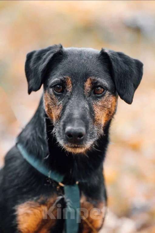 Собаки в Москве: Метис ягдтерьера в добрые руки Мальчик, Бесплатно - фото 5