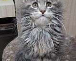Кошки в Сарове: Игрунок Мальчик, 15 000 руб. - фото 3