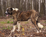 Собаки в Видном: Гор, 2 года Мальчик, Бесплатно - фото 7