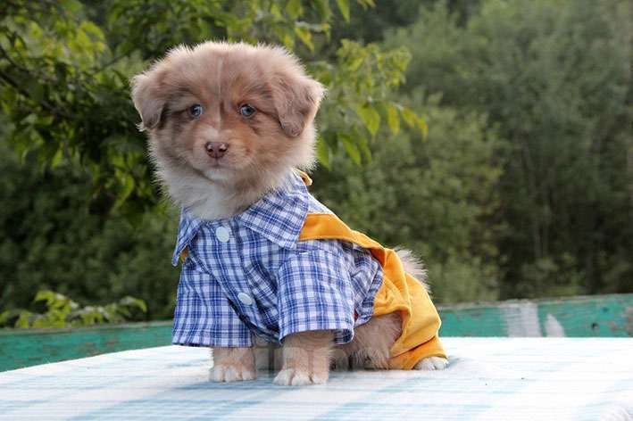 Собаки в Пушкино: Щенки мини аусси. Щенки миниатюрной американской овчарки. Щенки массы Мальчик, 100 000 руб. - фото 3