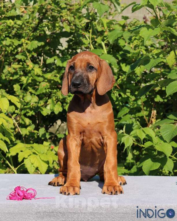 Собаки в Санкт-Петербурге: Породный питомник. Родезийский риджбек щенок девочка. Девочка, 50 000 руб. - фото 4