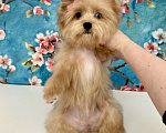 Собаки в Москве: Рыжий йорк с голубыми глазами девочка мини Девочка, 95 000 руб. - фото 4