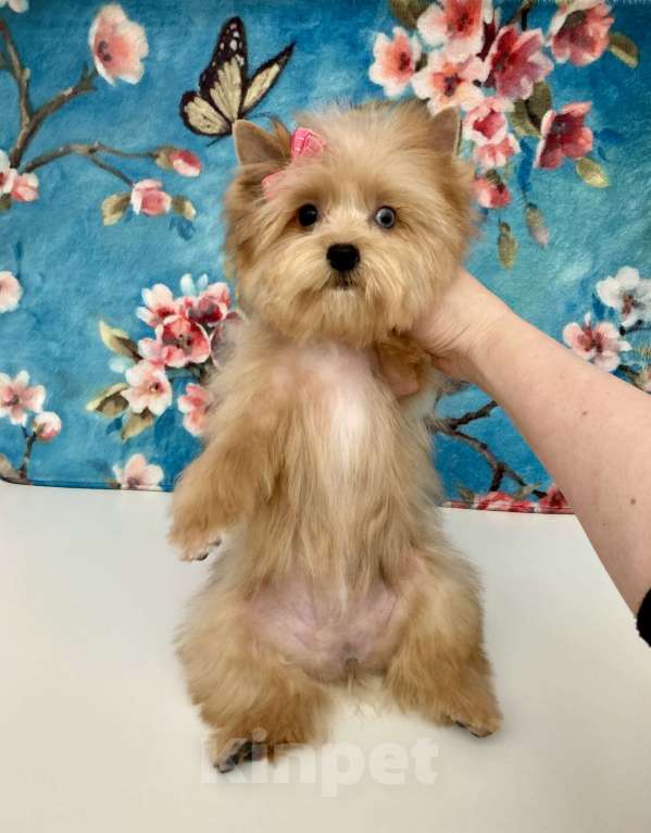 Собаки в Москве: Рыжий йорк с голубыми глазами девочка мини Девочка, 95 000 руб. - фото 4