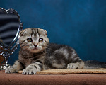Кошки в Барнауле: Кошечка-фолд Ванда💖 Девочка, Бесплатно - фото 5