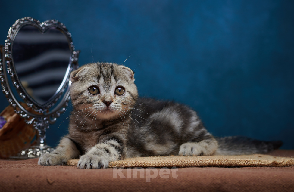 Кошки в Барнауле: Кошечка-фолд Ванда💖 Девочка, Бесплатно - фото 5