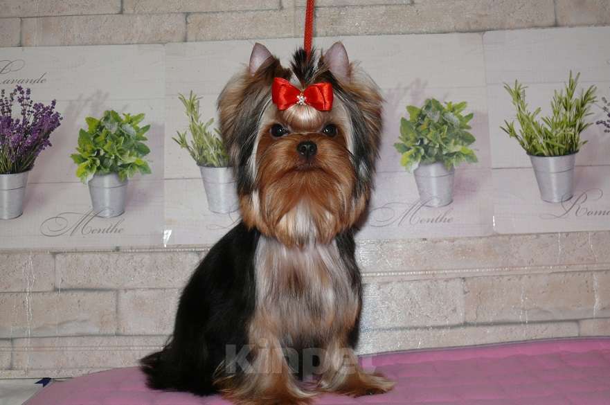 Собаки в Королеве: Йорк девочка, Девочка, 85 000 руб. - фото 5