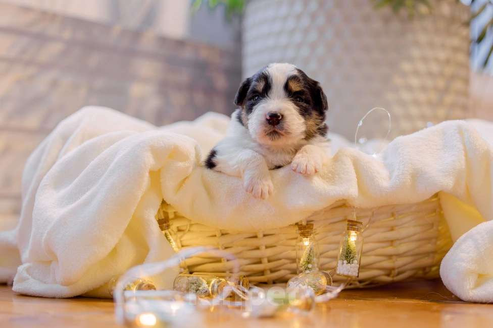 Собаки в Москве: Щенки Австралийской овчарки Мальчик, Бесплатно - фото 2