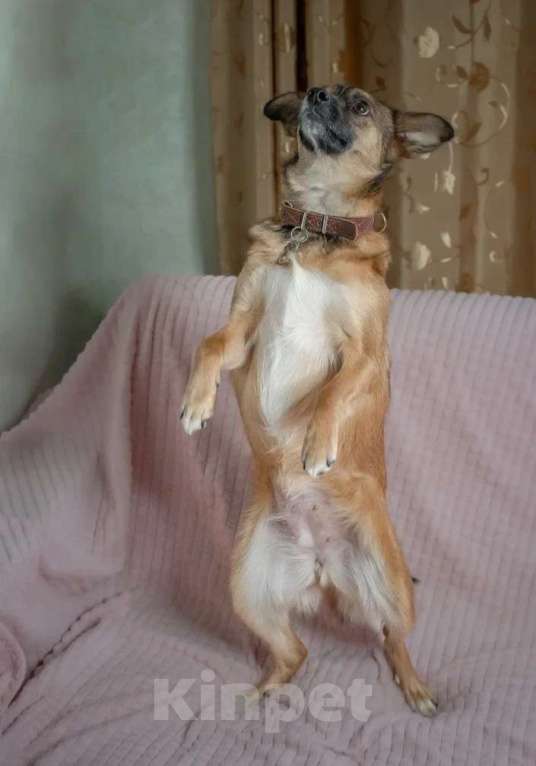 Собаки в Москве: Небольшая собачка в добрые руки Девочка, Бесплатно - фото 3