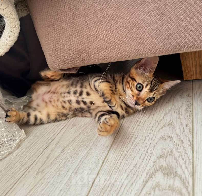 Кошки в Мытищах: Бенгальский котенок девочка Девочка, 65 000 руб. - фото 2