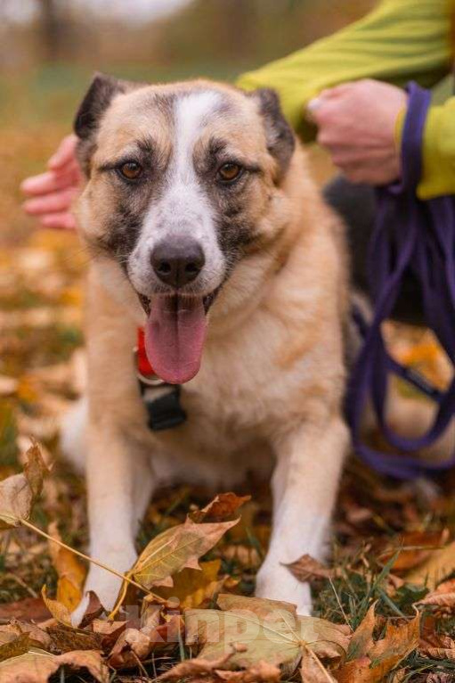 Собаки в Москве: Ася Девочка, Бесплатно - фото 2