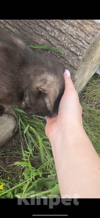 Кошки в Москве: Нужно найти кошке дом Девочка, Бесплатно - фото 2