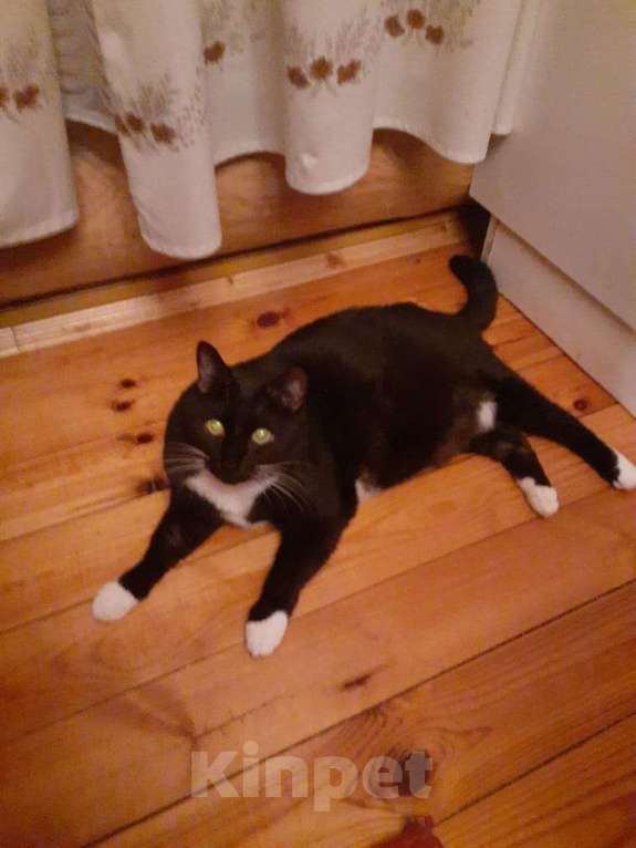 Кошки в Москве: Пожилого кота усыпляют после смерти хозяйки Мальчик, 1 руб. - фото 3