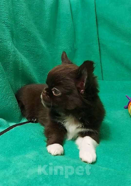 Собаки в Новосибирске: Мальчик Чихуахуа Мальчик, Бесплатно - фото 2