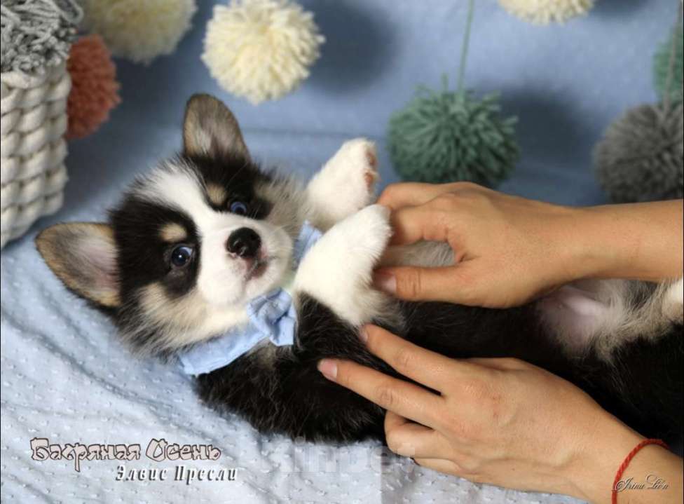 Собаки в Москве: Чакибусенок #1 с самым очаровательным «браком» - гетерохромное чудо, для всеобщего обожания Мальчик, Бесплатно - фото 2