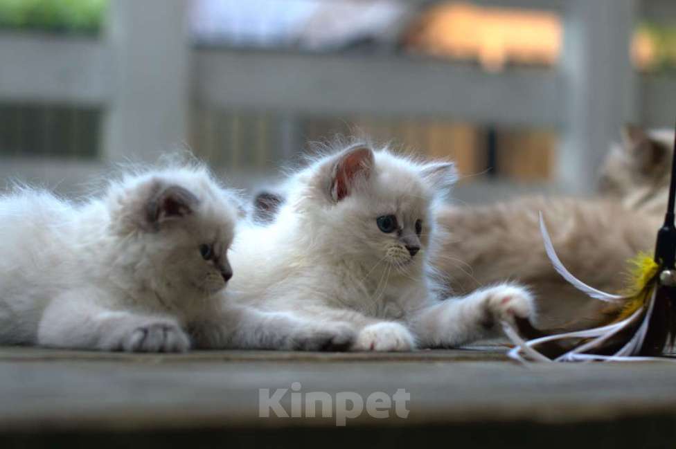 Кошки в Санкт-Петербурге: невские маскарадные котята Девочка, Бесплатно - фото 3