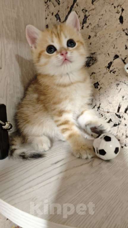 Кошки в Ангарске: Флис зелёноглазый Нежный золотой Британчик Мальчик, 35 000 руб. - фото 4