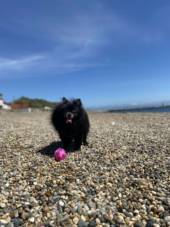 Собаки в других городах Краснодарского края: Мишка в заботливые руки Мальчик, Бесплатно - фото 1