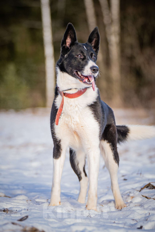 Собаки в Клине: Джоли — звёздная собачка Девочка, Бесплатно - фото 4