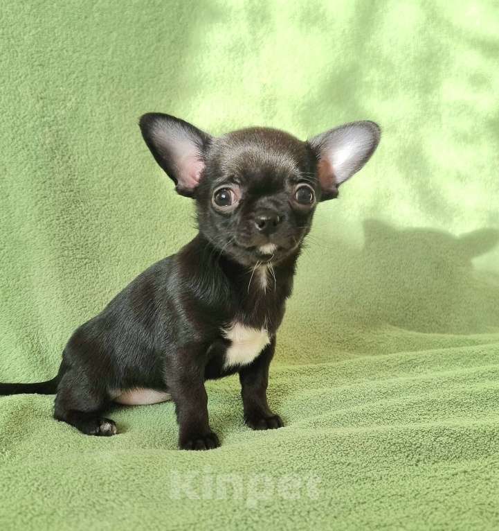 Собаки в Москве: малышка чихуахуа Девочка, 60 000 руб. - фото 4