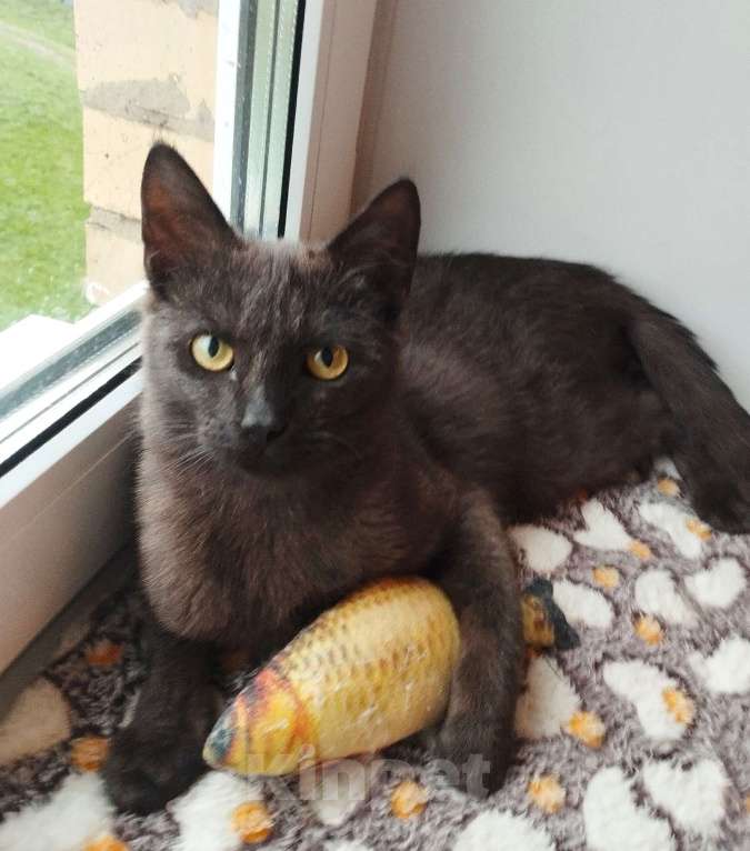 Кошки в Москве: Молодой котик-подросточек Шоколад ждёт свою семью Мальчик, Бесплатно - фото 2