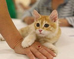Кошки в Москве: Сердоликовая кошечка курильский бобтейл Девочка, 50 000 руб. - фото 6